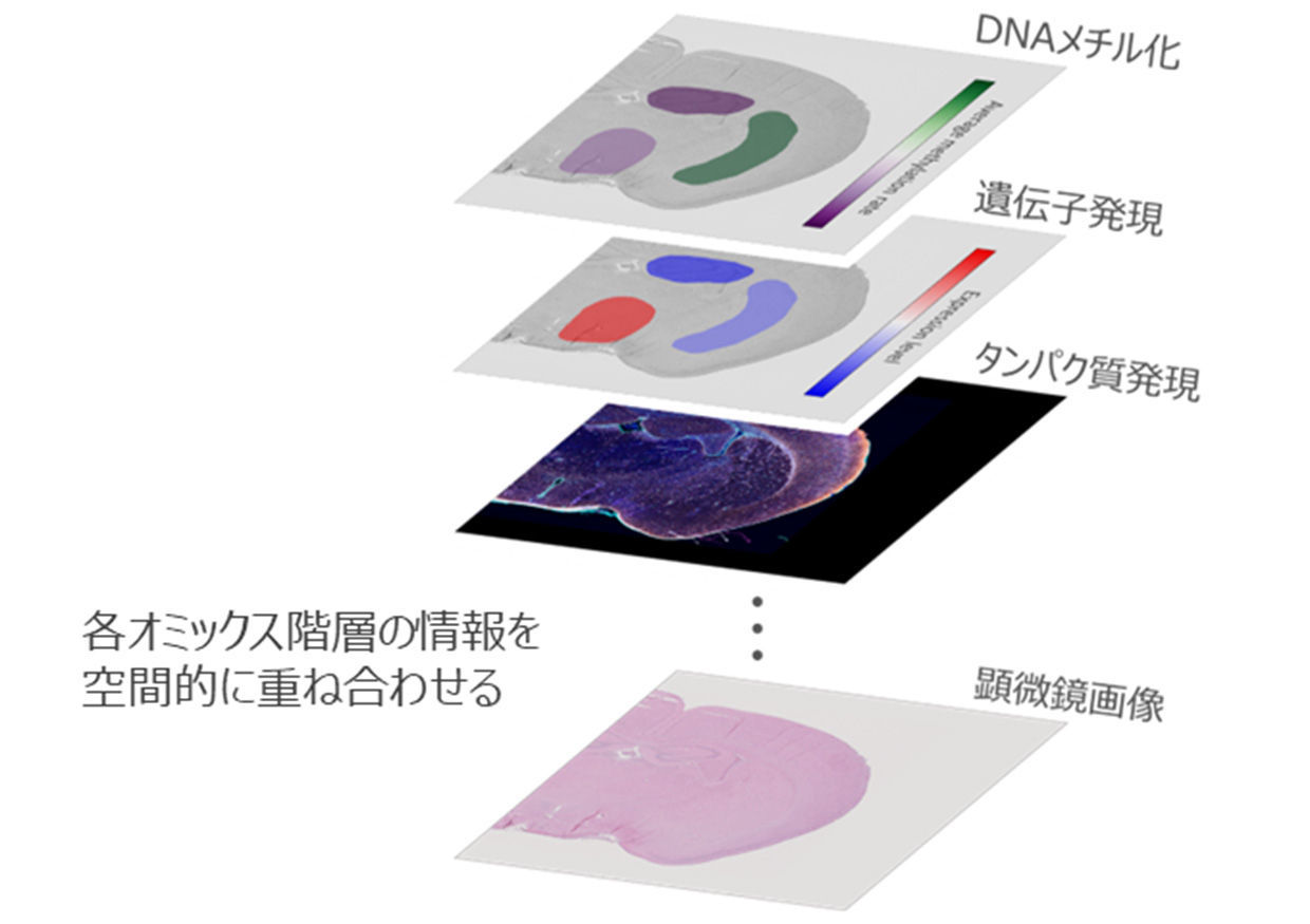 オミックス階層の情報を重ねた図