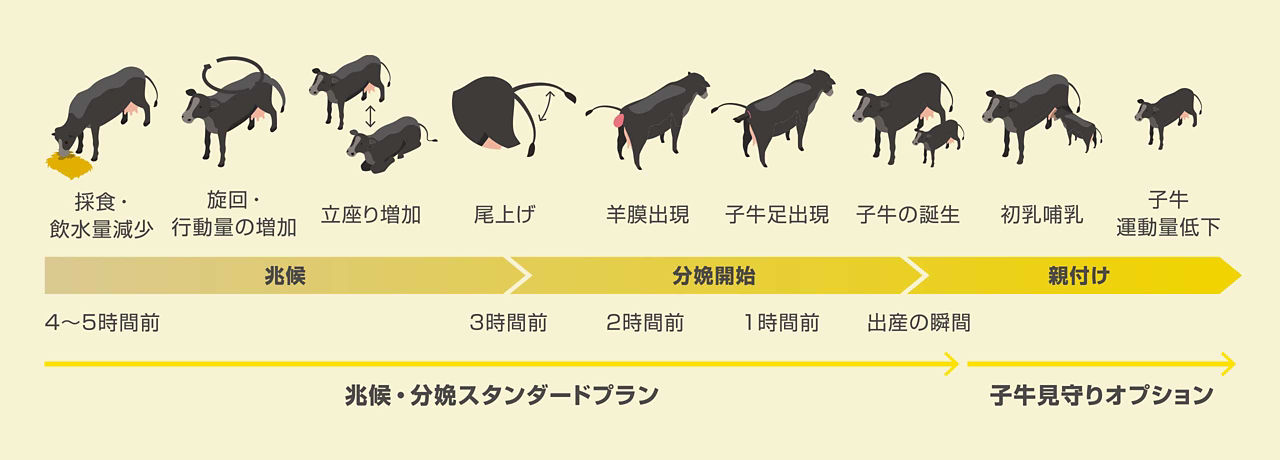 「兆候・分娩スタンダードプラン」では兆候から分娩開始まで（採食・飲水量の減少、旋回・行動量の増加、立座りの頻度増加、尾上げ、羊膜の出現、小牛の足の出現）を検知。また、「小牛見守りオプション」では、親付けの過程（小牛の誕生、初乳の哺乳、小牛の運動量低下）をモニタリング